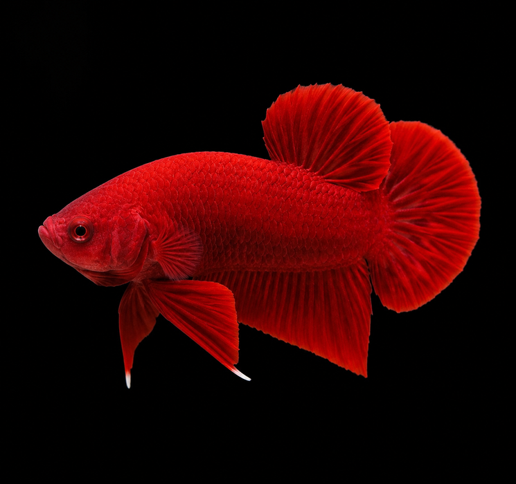 Super Red Male Plakat