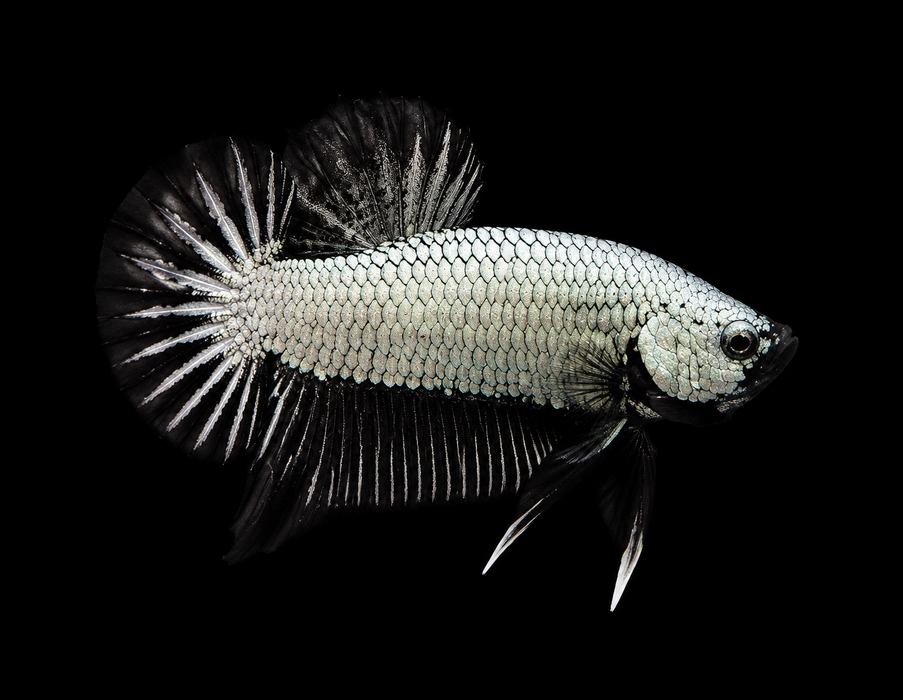 Black Dragon Male Plakat