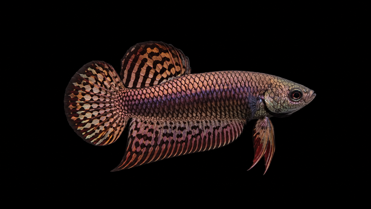 Copper Alien Male Plakat