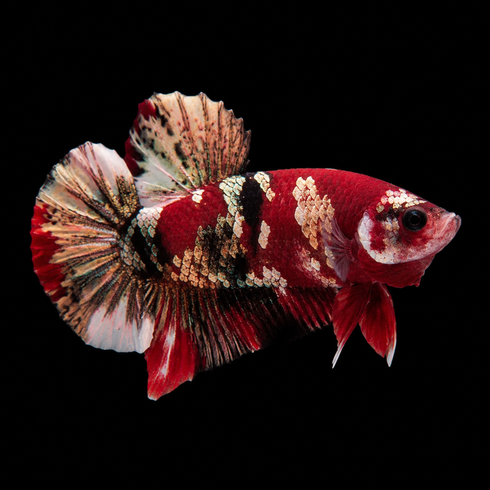 Red Koi Copper Male Plakat