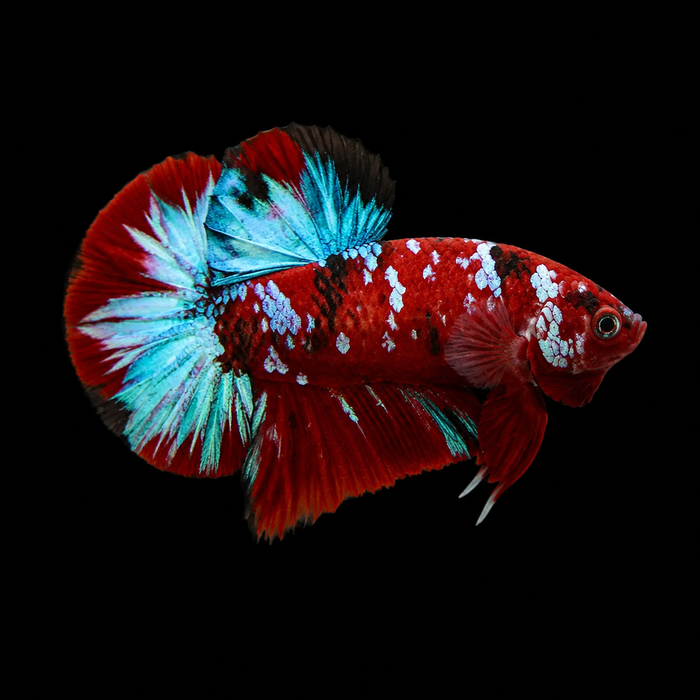 Red Koi Galaxy Male Plakat