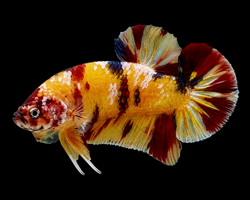 Yellow Nemo Male Plakat