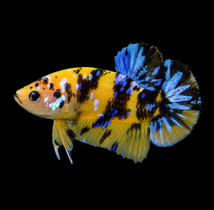 Yellow Koi Galaxy Male Plakat