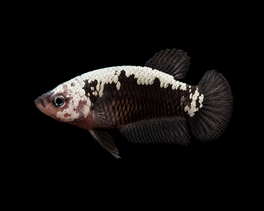 Black Samurai Female Plakat