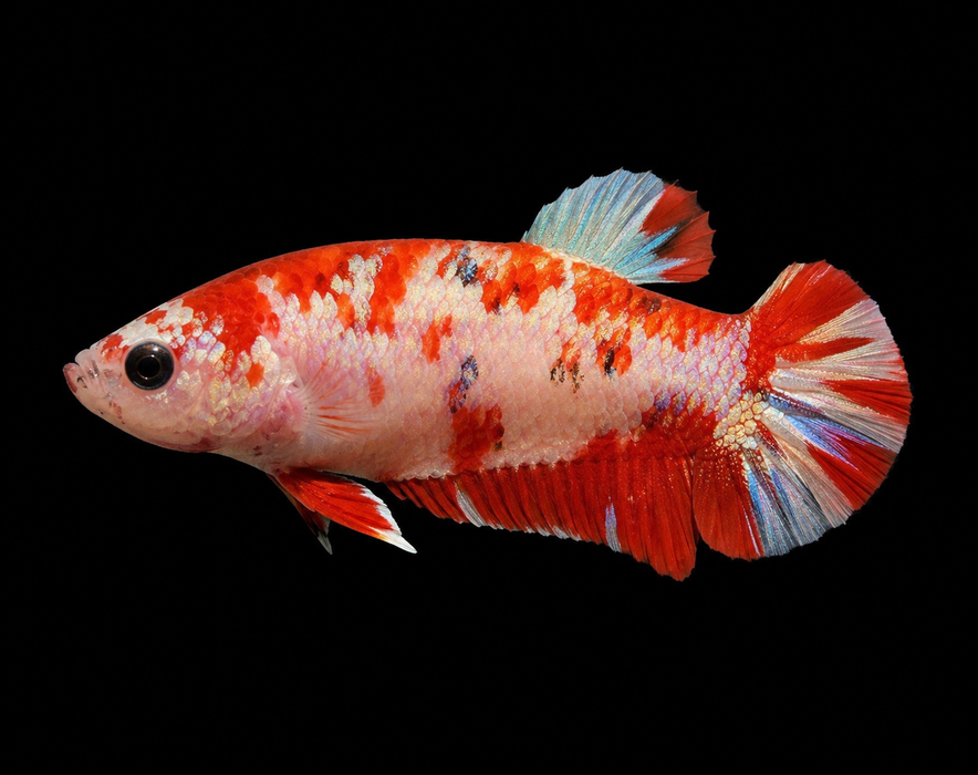 Red Copper Female Plakat
