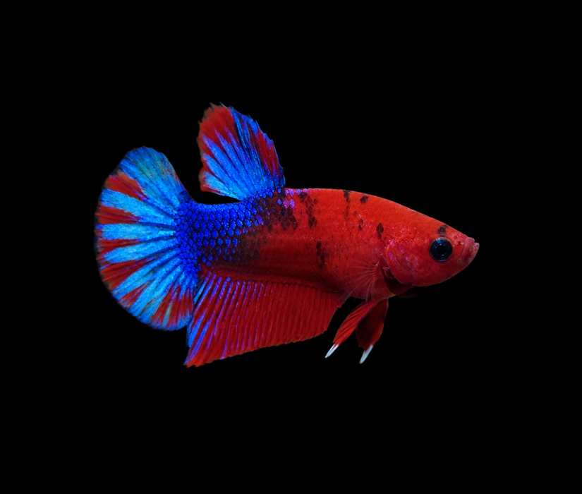 Red Fancy Female Plakat