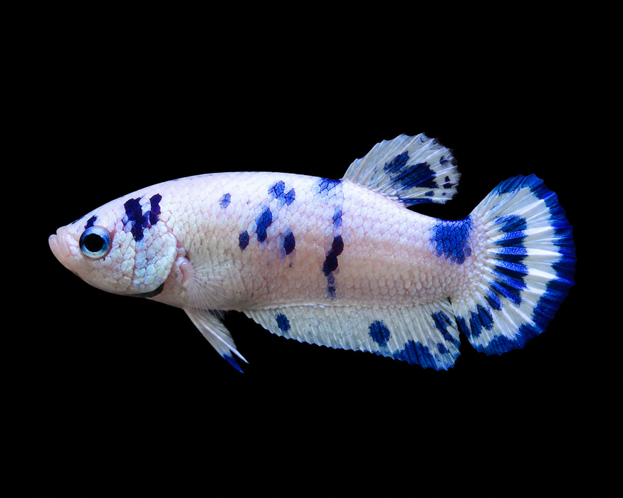 Blue Marble Dot Female Plakat