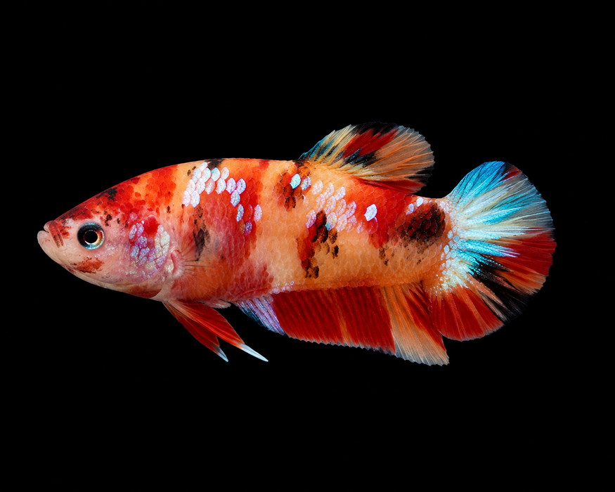 Nemo Multicolor Female Plakat