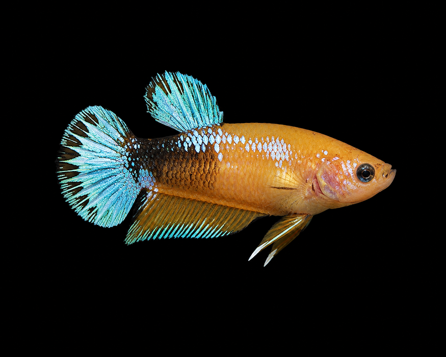 Yellow Fancy Female Plakat