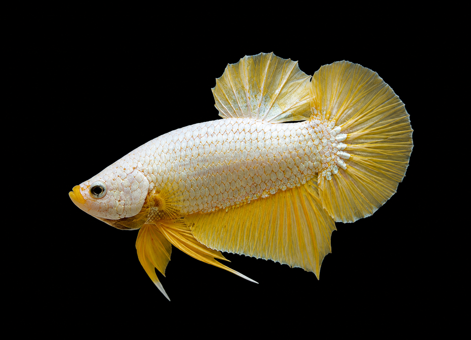 Yellow Dragon Male Plakat