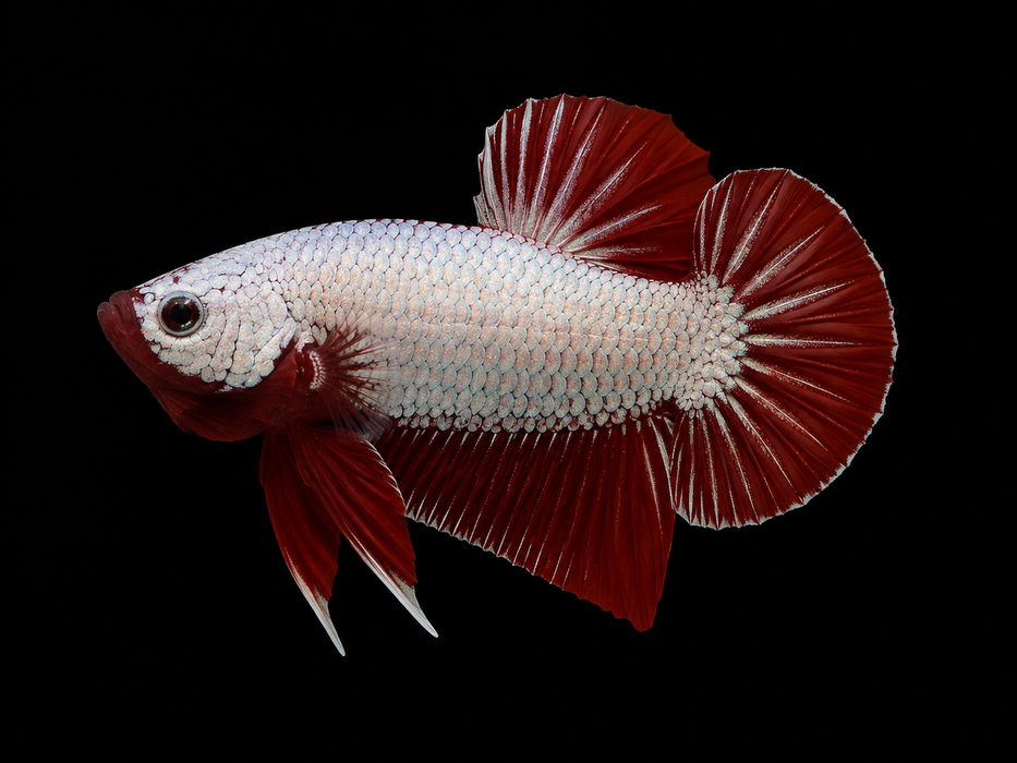 Red Dragon Male Plakat