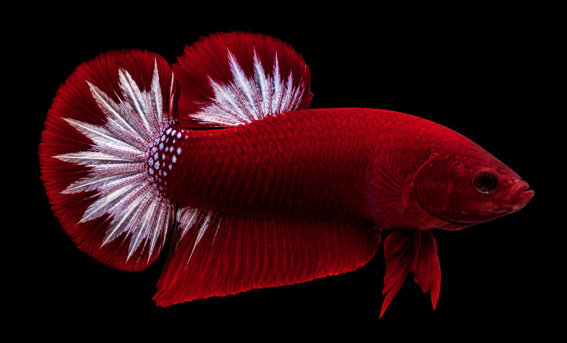 Red Fancy White Star Male Plakat