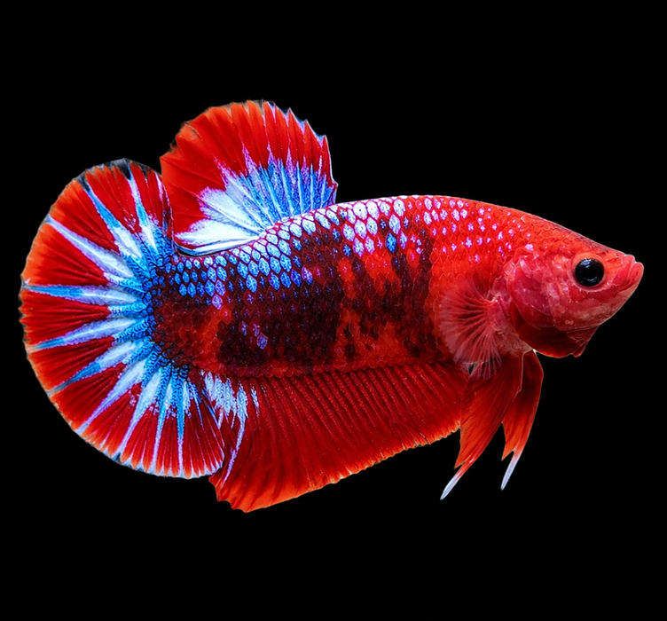 Red Fancy Blue Star Male Plakat