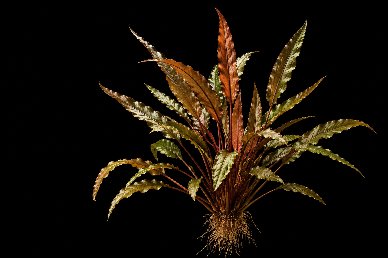 Aquatic Plants
