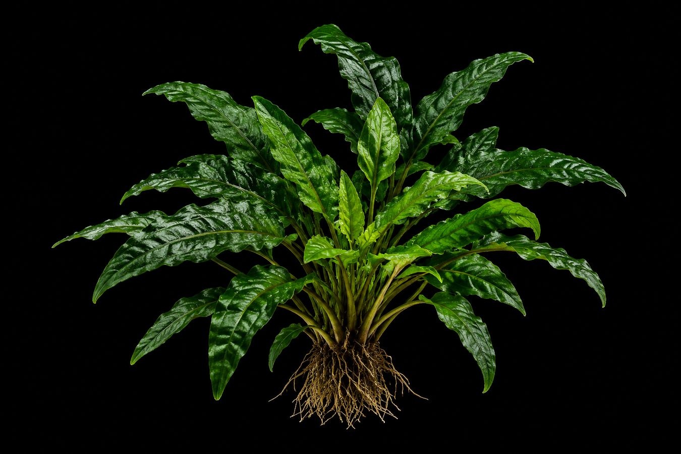 Aquatic Plants