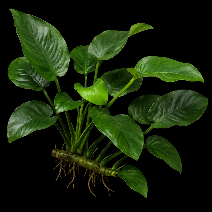 Anubias Barteri