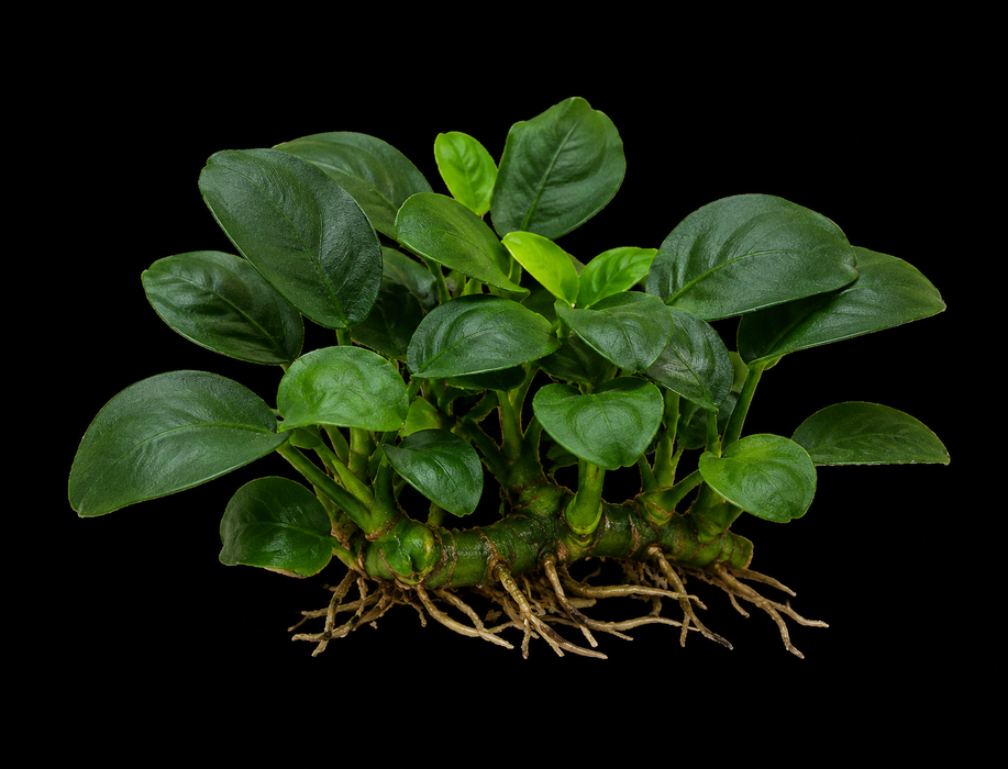 Anubias Nana