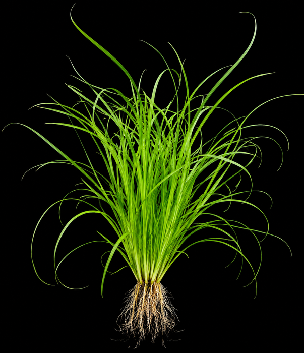 Cyperus Helferi