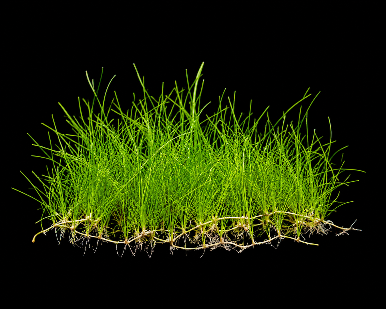 Aquatic Plants