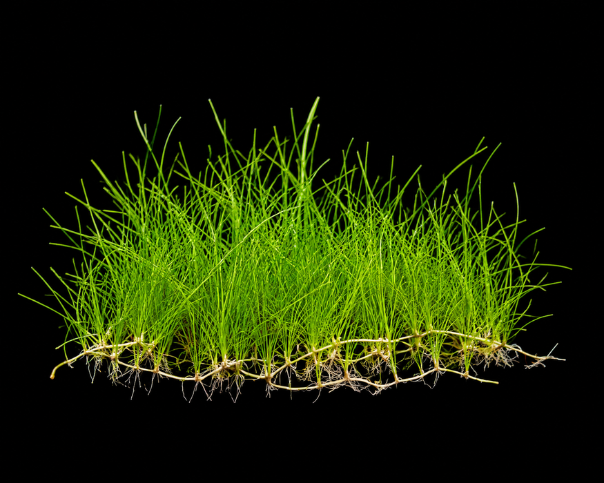 Mini Dwarf Hairgrass
