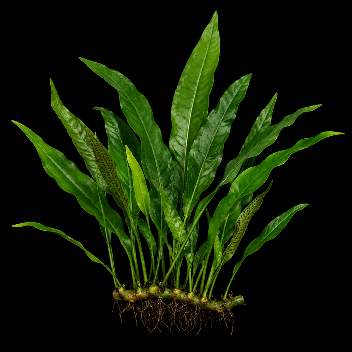 Java Fern
