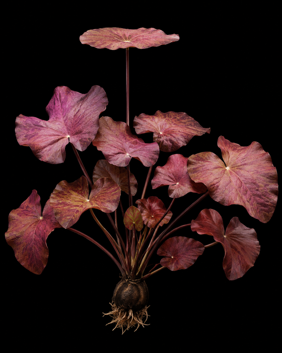 Dwarf Lily