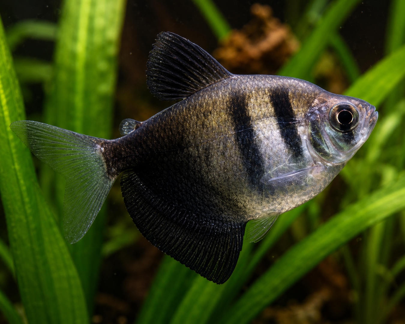 Fish