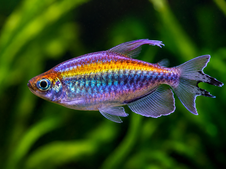 6x XL Congo Tetras