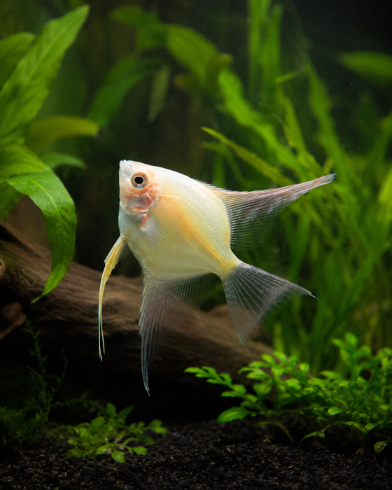 Gold Angelfish