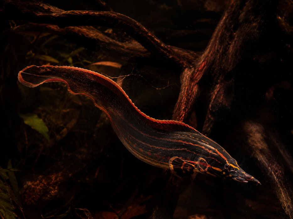 Fire Eel