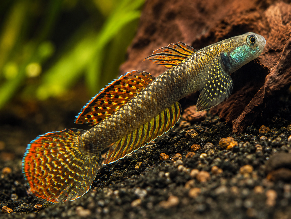 Rainbow Goby
