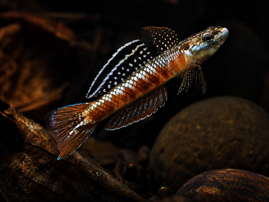 Rutilaureus Goby