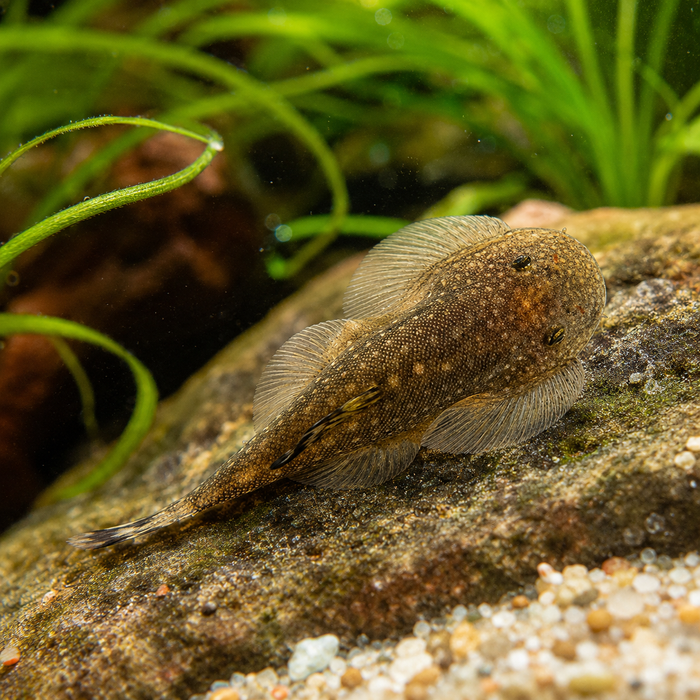 Hillstream Loach