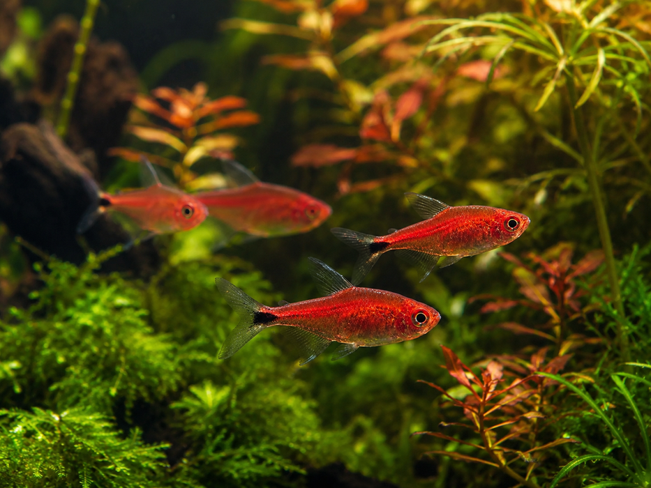 Ruby Tetra