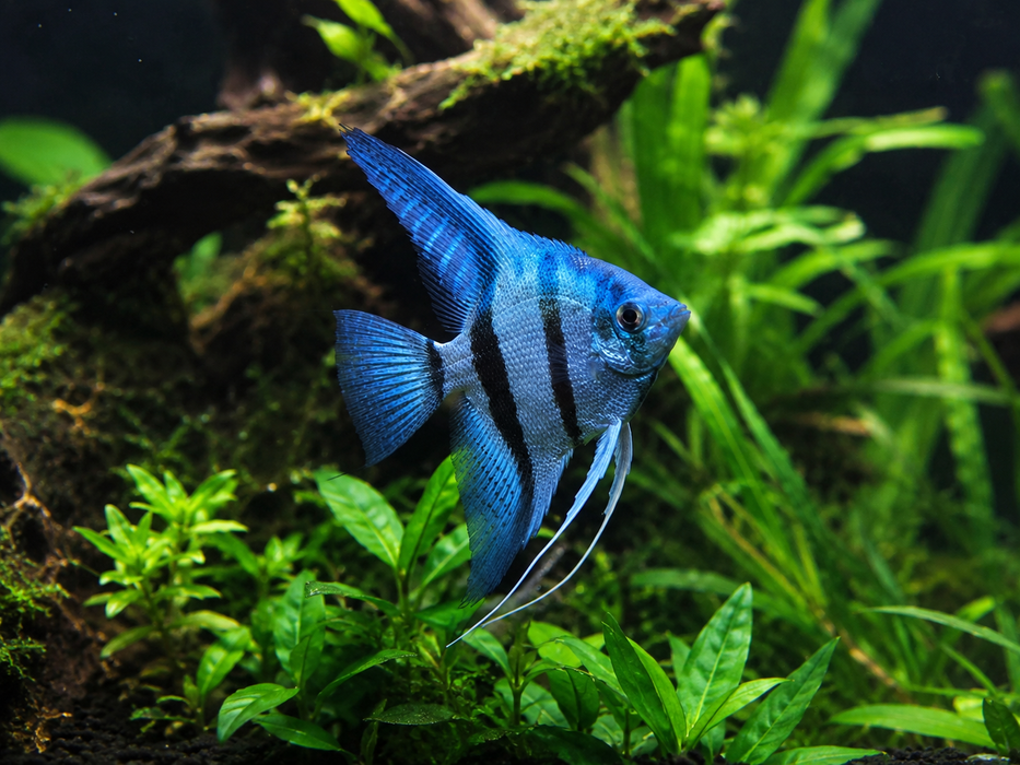 Philippine Blue Angelfish