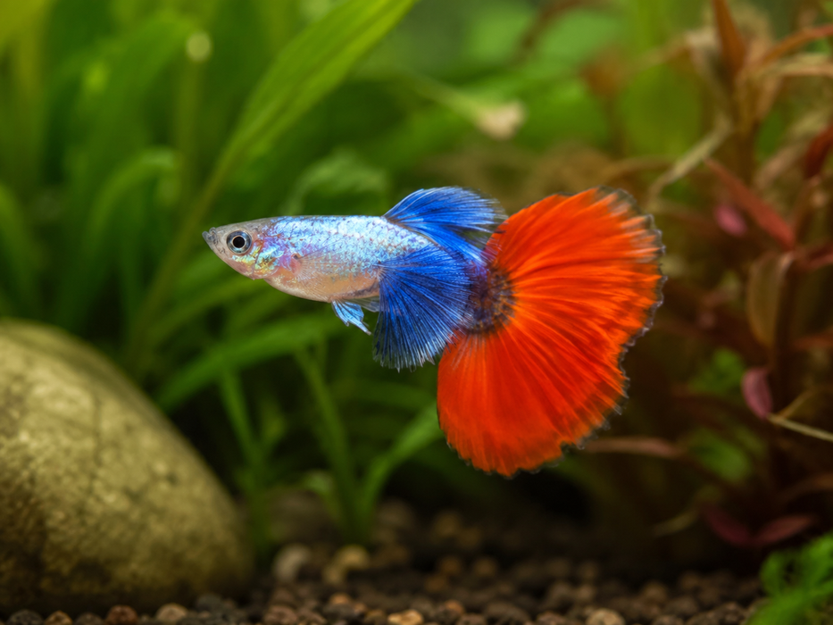 Platinum Dumbo Ear Guppy (Male)