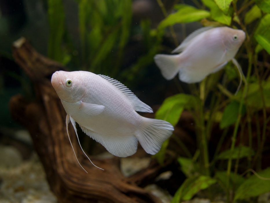 Leucistic Giant Gourami