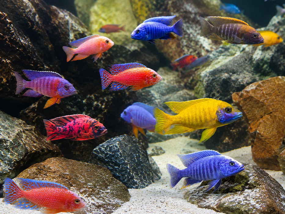 Assorted African Peacock Cichlid