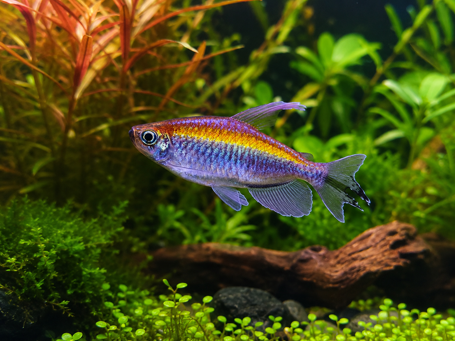 Congo Tetra