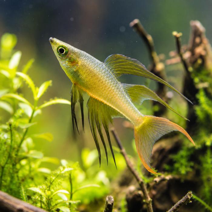 Threadfin Rainbowfish