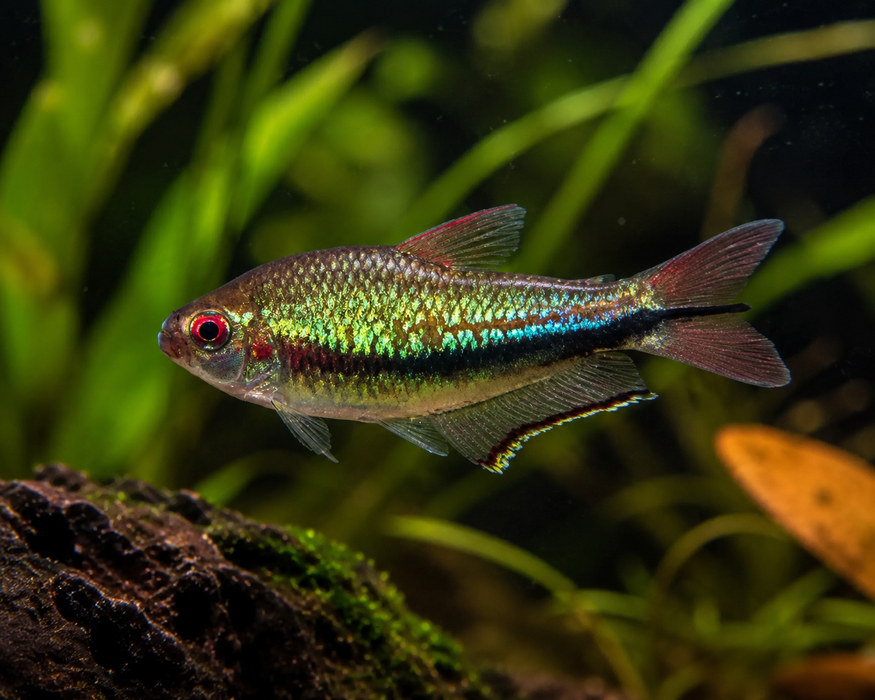 Rainbow Emperor Tetra