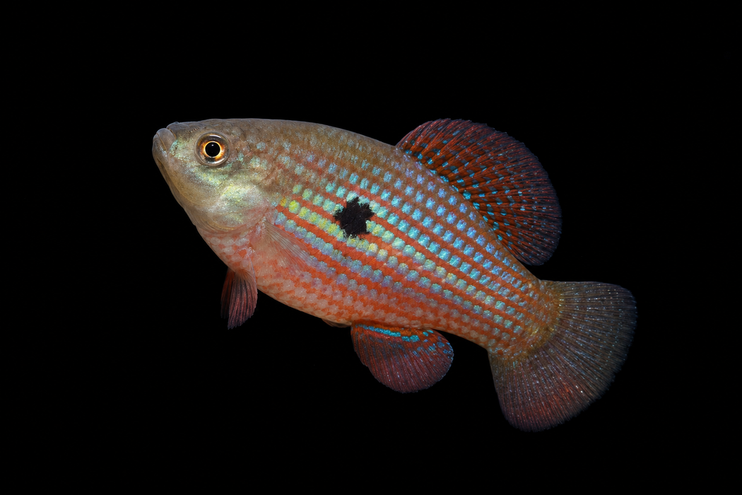 Florida Flagfish