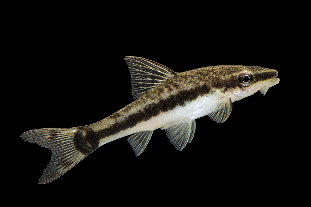 Otocinclus