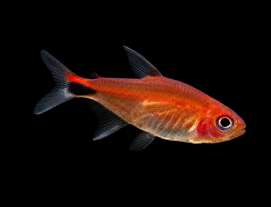 Ruby Tetra