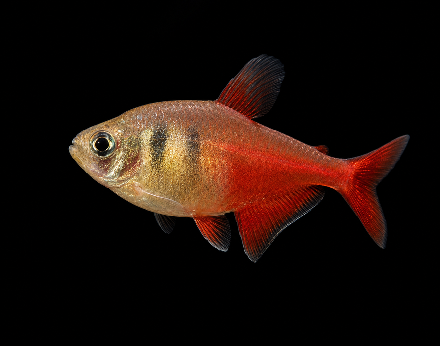 Von Rio Tetra
