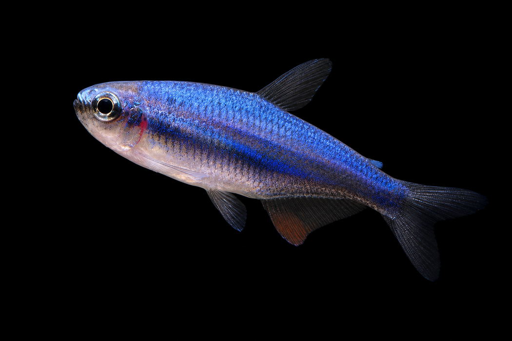Super Blue Kerri Tetra