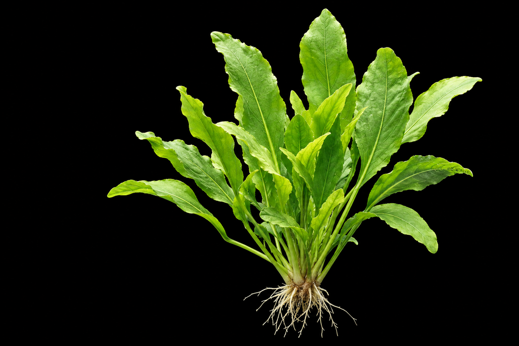 Lake Cress