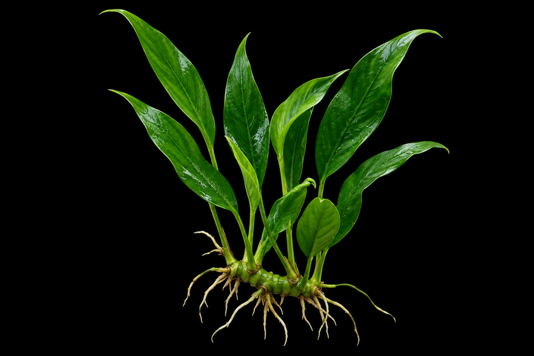 Anubias Lanceolata