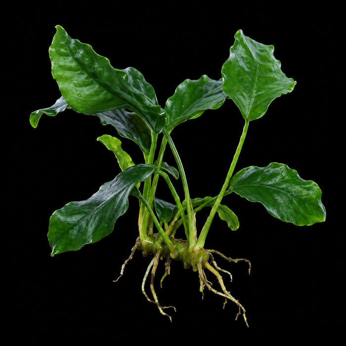 Anubias Nana Wrinkle Leaf