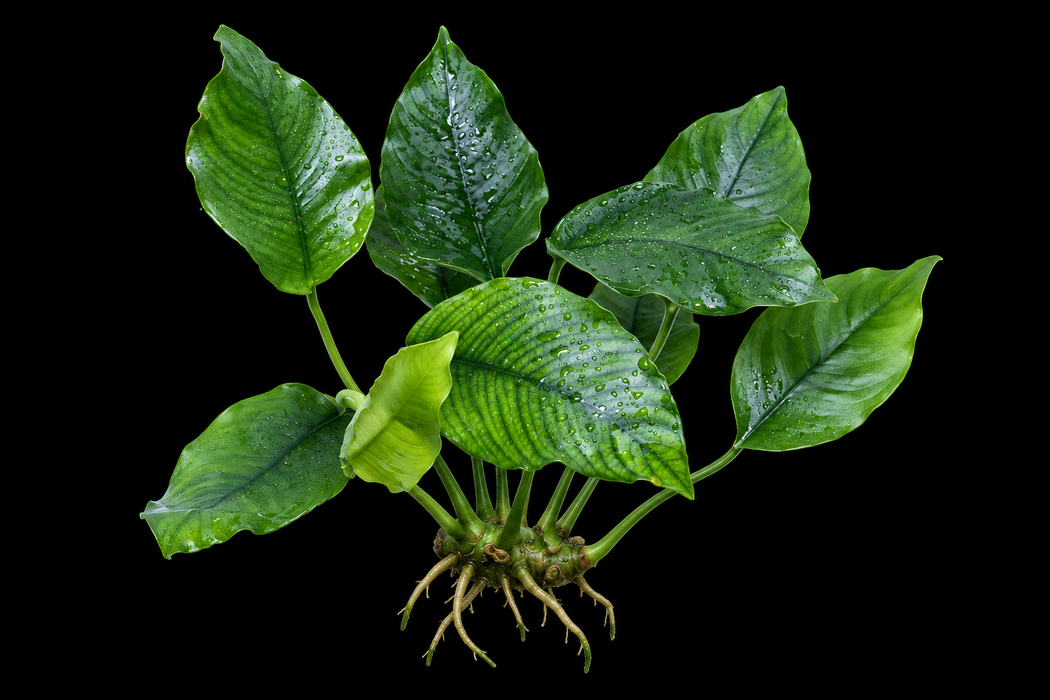 Anubias Barteri Crispus